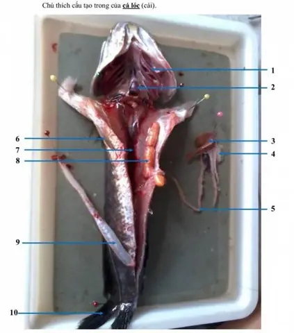 Giải Phẩu Cá Lóc