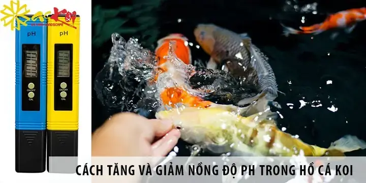 Giảm Ph Cho Hồ Cá Koi Giảm Ph Cho Hồ Cá Koi