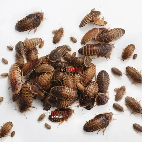Gián Dubia Cho Cá Rồng Gián Dubia Cho Cá Rồng