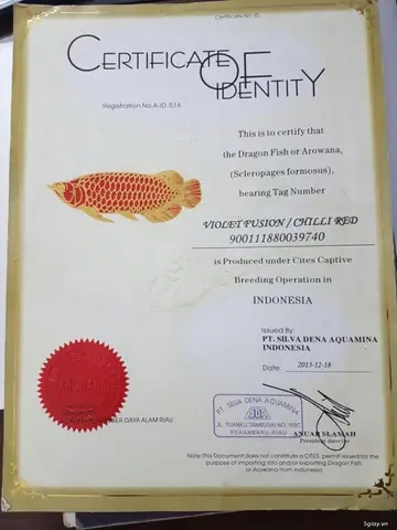 Giấy Khai Sinh Cá Rồng