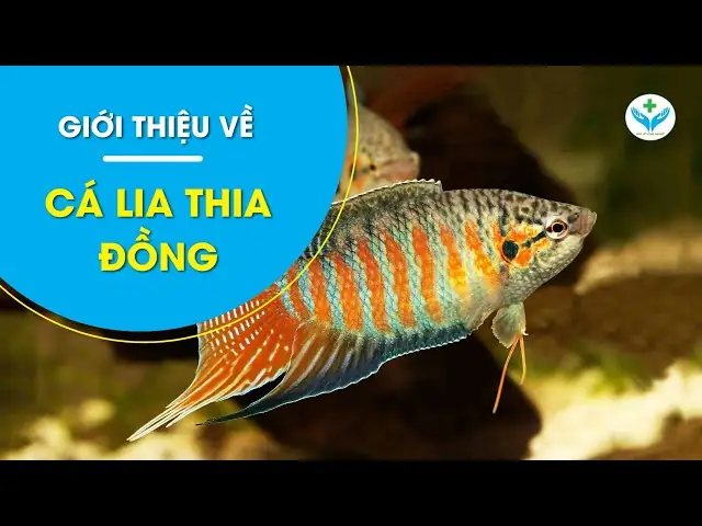 Giới Thiệu Về Cá