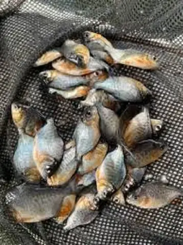 Giống Cá Chim Trắng