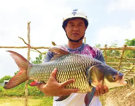 Giống Cá Hô Mua Ở Đâu