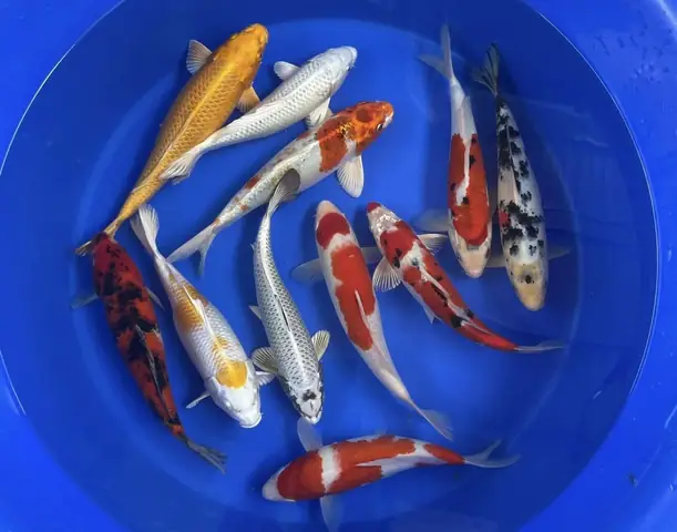 Giống Cá Koi Nhật