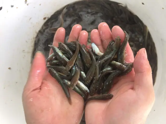 Giống Cá Lóc Bông Giống Cá Lóc Bông