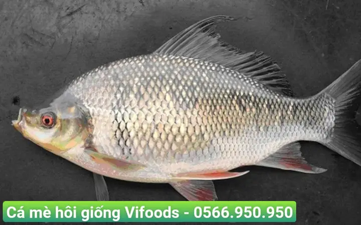 Giống Cá Mè Hôi Giống Cá Mè Hôi