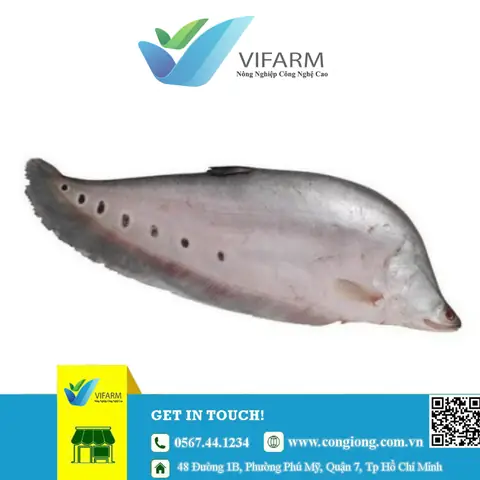 Giống Cá Nàng Hai Giống Cá Nàng Hai