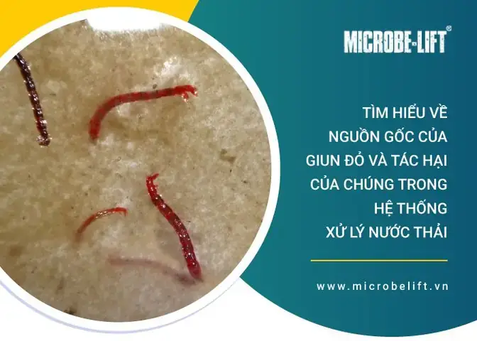 Giun Đỏ Trong Hồ Cá