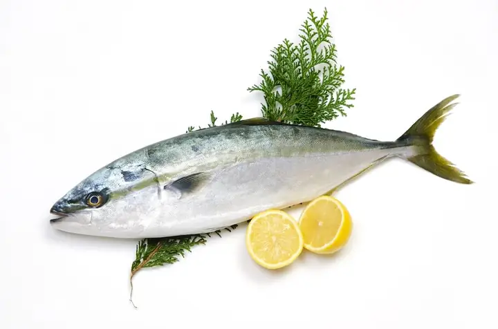 Hamachi Là Cá Gì