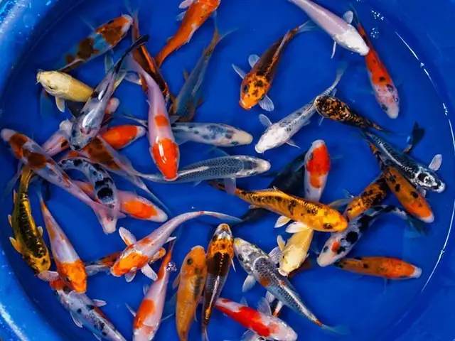 Hcm Bán Cá Koi Nhỏ