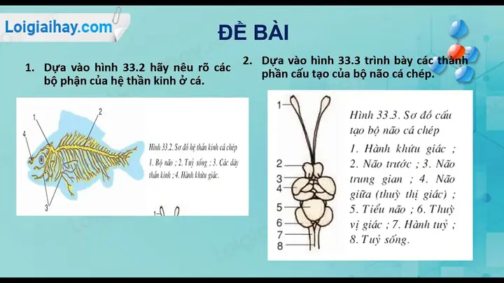 Hệ Thần Kinh Của Cá