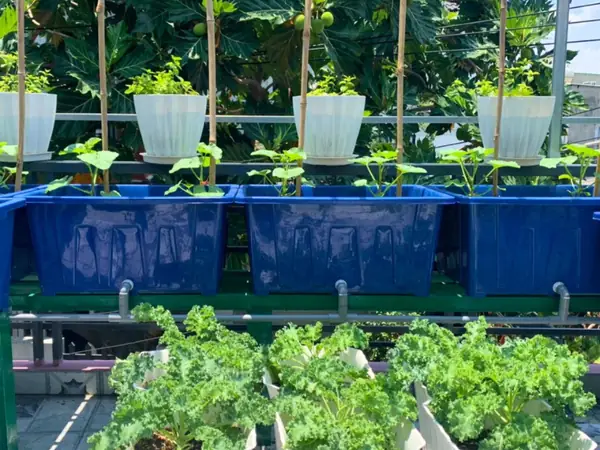 Hệ Thống Aquaponics Trồng Rau Nuôi Cá