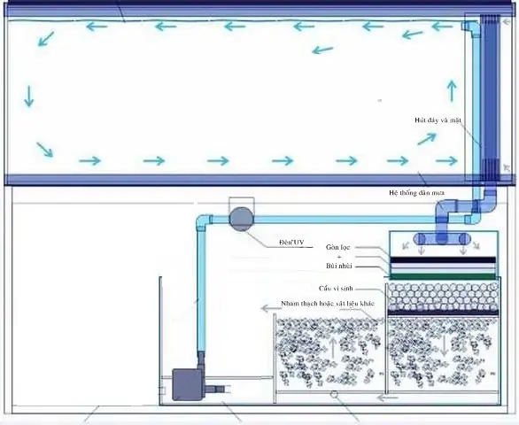 Hệ Thống Lọc Nước Bể Cá Rồng