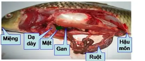 Hệ Tiêu Hóa Của Cá Chép