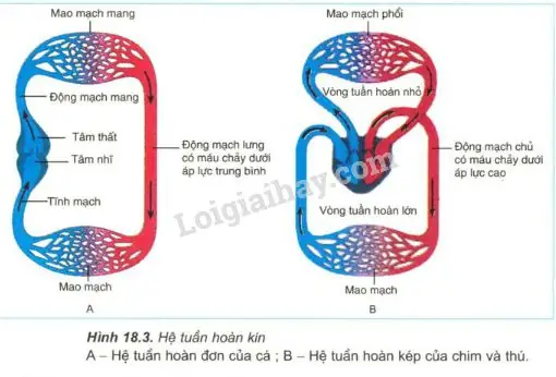 Hệ Tuần Hoàn Của Cá Chép