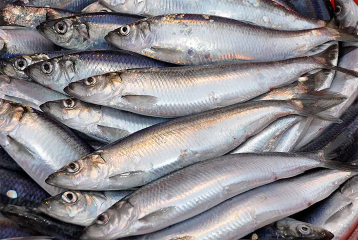 Herring Fish Là Cá Gì