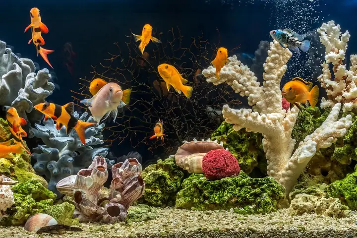 Hình Ảnh Bể Cá Cảnh Đẹp