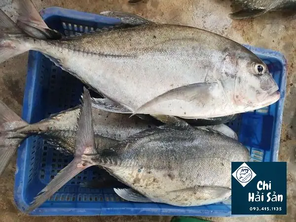 Hình Ảnh Cá Bè