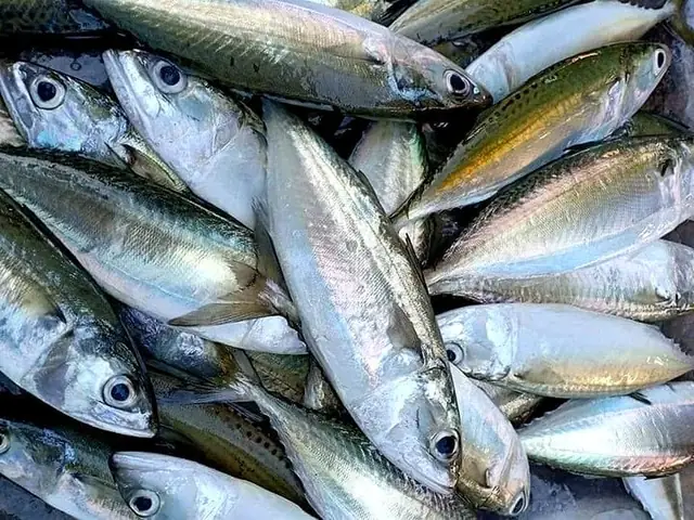 Hình Ảnh Cá Biển Tươi
