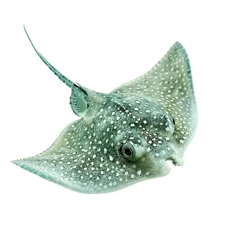Hình Ảnh Cá Biềng