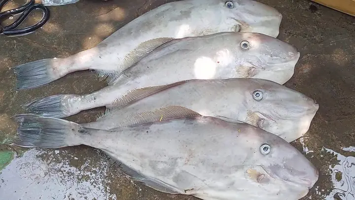 Hình Ảnh Cá Bò Da