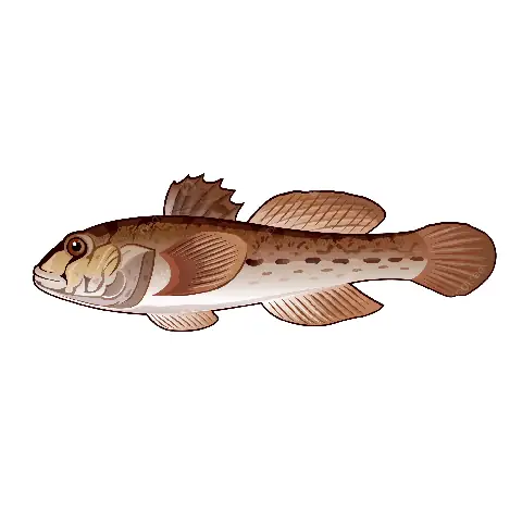 Hình Ảnh Cá Bống Biển
