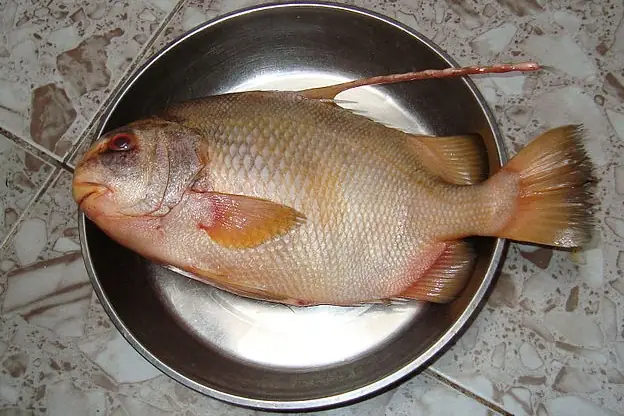 Hình Ảnh Cá Chai