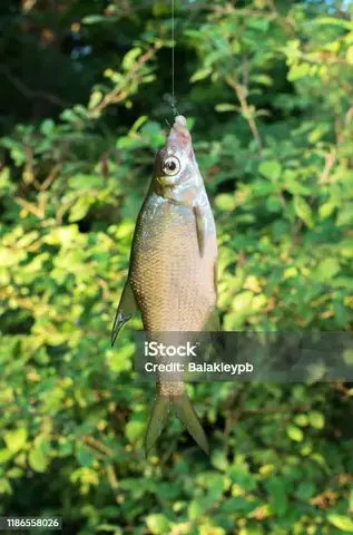 Hình Ảnh Cá Chày