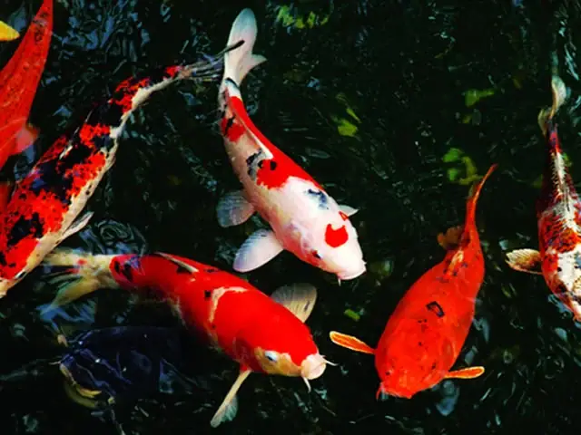 Hình Ảnh Cá Chép Koi