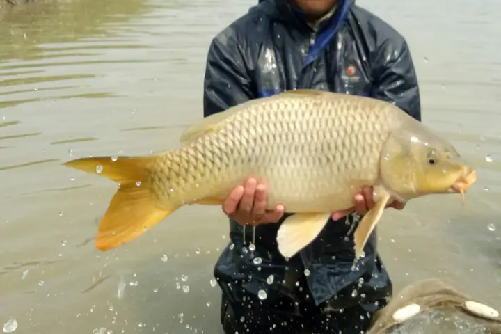 Hình Ảnh Cá Chép Lai
