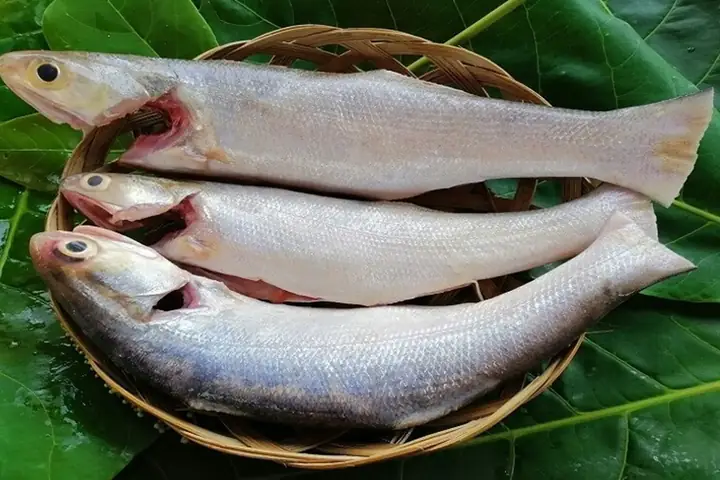 Hình Ảnh Cá Chét