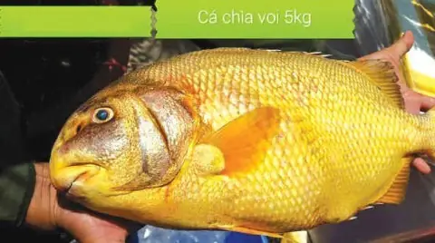 Hình Ảnh Cá Chìa Vôi