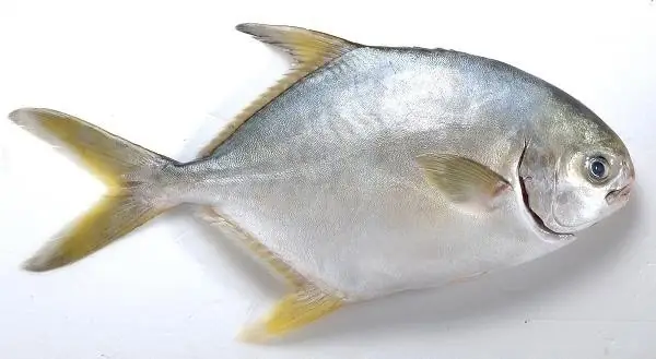 Hình Ảnh Cá Chim Biển