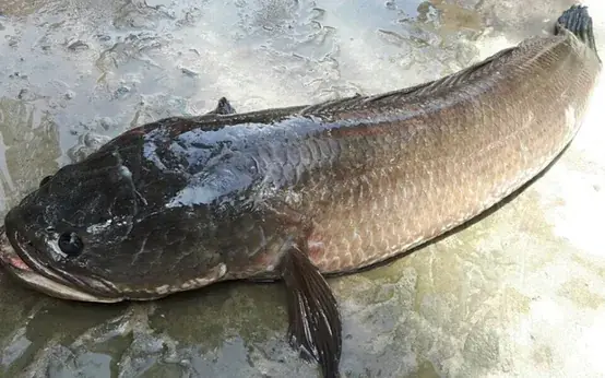 Hình Ảnh Cá Đồng