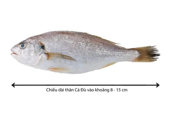 Hình Ảnh Cá Đù