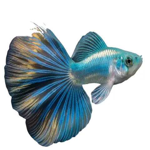Hình Ảnh Cá Guppy