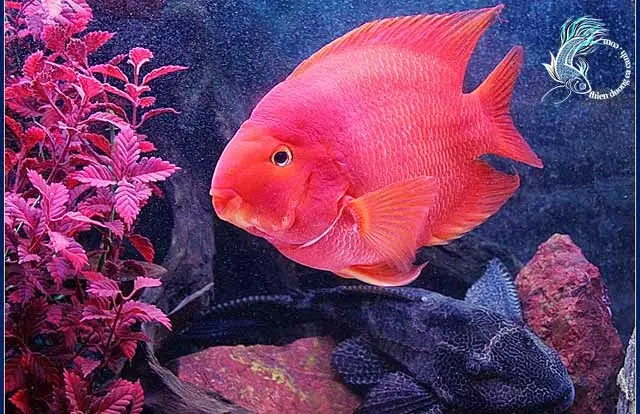 Hình Ảnh Cá Hồng