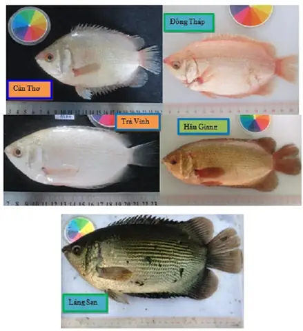 Hình Ảnh Cá Hường