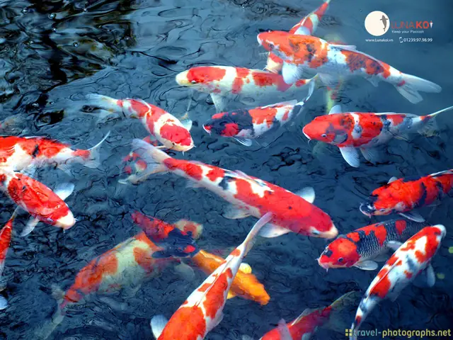 Hình Ảnh Cá Koi Đẹp