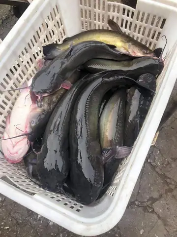 Hình Ảnh Cá Lăng Đen
