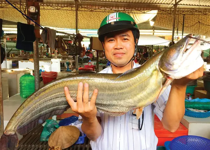 Hình Ảnh Cá Leo Sông