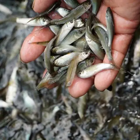 Hình Ảnh Cá Linh Non