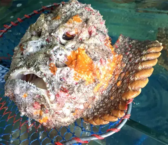 Hình Ảnh Cá Mặt Quỷ
