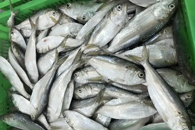Hình Ảnh Cá Mòi Sông