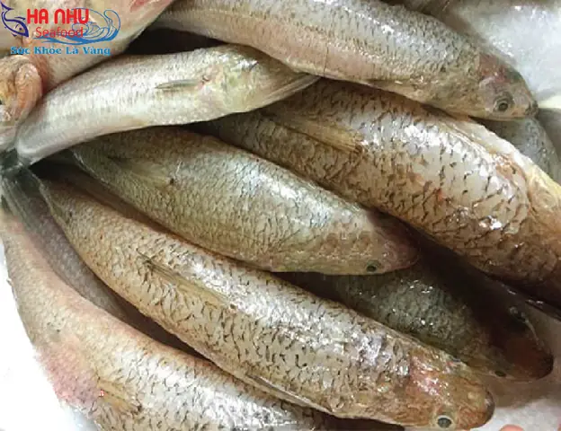 Hình Ảnh Cá Mối Tươi