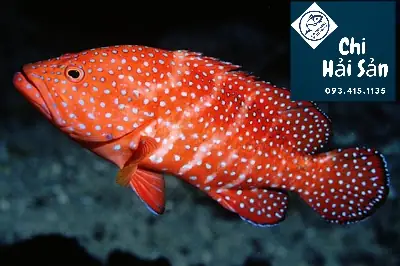 Hình Ảnh Cá Mú Đỏ
