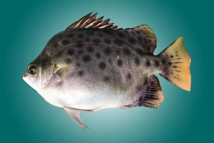 Hình Ảnh Cá Nâu