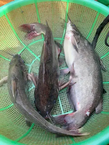 Hình Ảnh Cá Ngạnh Sông