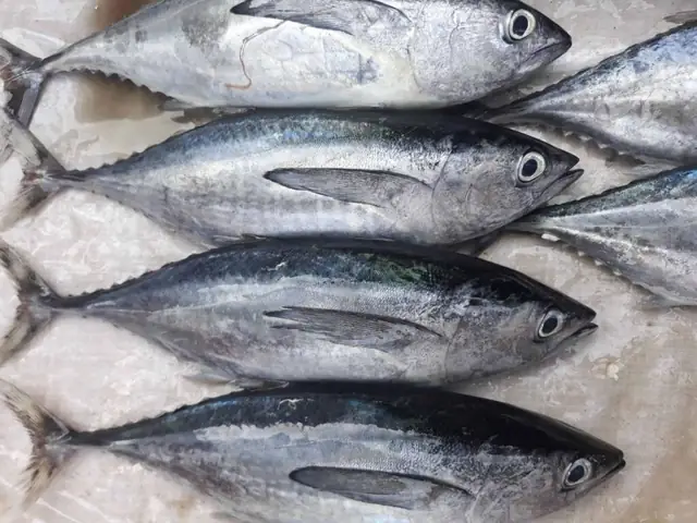 Hình Ảnh Cá Ngừ Bò