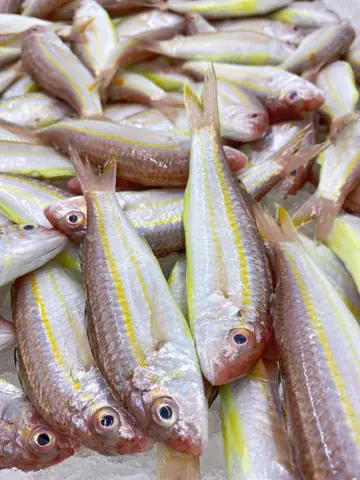 Hình Ảnh Cá Phèn